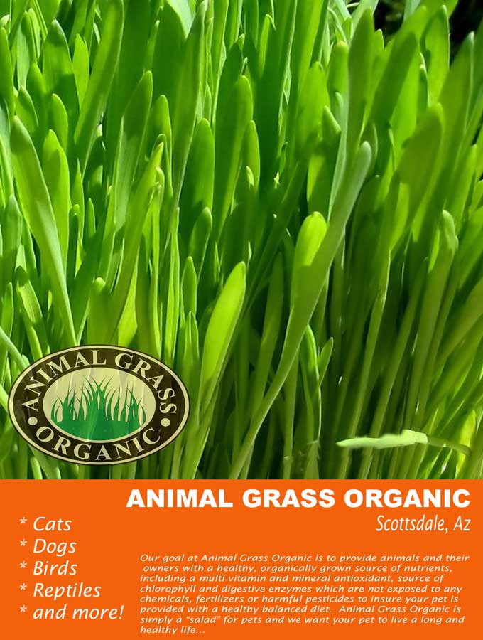 Where to Buy Animal Grass Organic