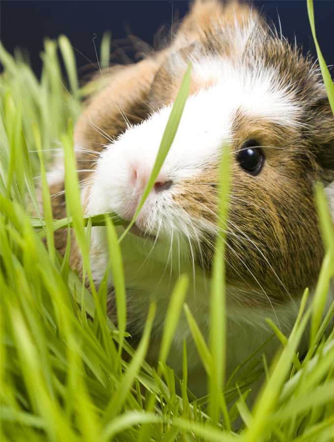guinea pig eating animal grass